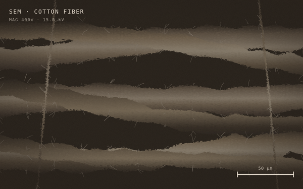 Cotton fiber under a microscope